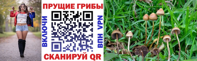 blacksprut tor  Адыгейск  Псилоцибиновые грибы мицелий 